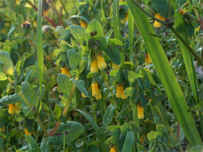 Cerinthe major / Erba-vajola maggiore